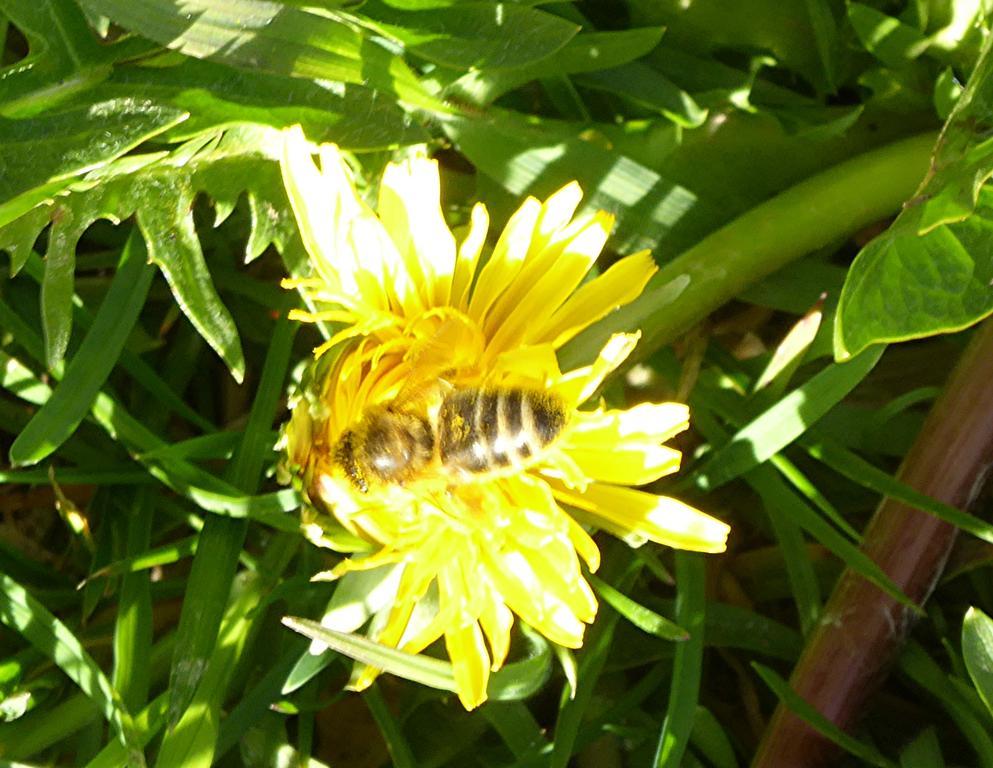 Chez Jean Et Daisy Bed and Breakfast Riehen Eksteriør billede